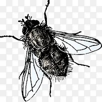 ��Ӭ-������