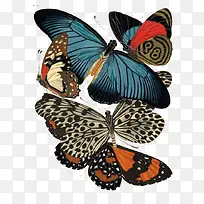 昆虫蝴蝶标本-空若网 昆虫蝴蝶标本-空若网