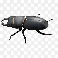 黑色的甲壳虫-空若网 黑色的甲壳虫-空若网