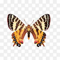 昆虫-空若网 昆虫-空若网