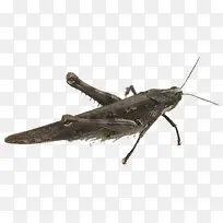 蚱蜢昆虫-空若网 蚱蜢昆虫-空若网