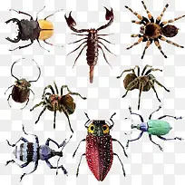 各种昆虫-空若网 各种昆虫-空若网