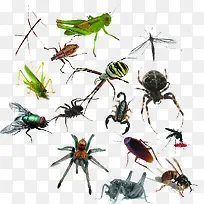 各种各样的昆虫-空若网 各种各样的昆虫-空若网