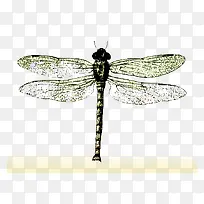 蜻蜓标本-空若网 蜻蜓标本-空若网