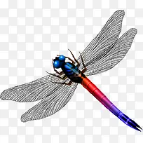 ¶¯Îï-¿ÕÈôÍø ¶¯Îï-¿ÕÈôÍø