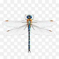 ��ɫ����-������