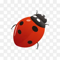 金龟子-空若网 金龟子-空若网