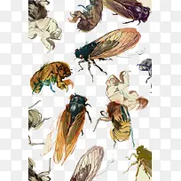 ����Ӭ������-������