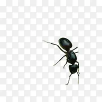 大黑蚂蚁-空若网 大黑蚂蚁-空若网