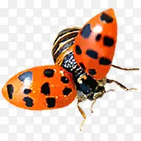 春天黄色纹理昆虫-空若网 春天黄色纹理昆虫-空若网