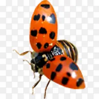 飞行瓢虫创意昆虫-空若网 飞行瓢虫创意昆虫-空若网