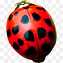 清新高清自然动物昆虫-空若网 清新高清自然动物昆虫-空若网