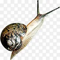 春日复苏蜗牛昆虫-空若网 春日复苏蜗牛昆虫-空若网