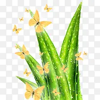 芦荟和昆虫-空若网 芦荟和昆虫-空若网