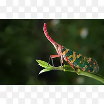 ÂÌÉ«ÌØ±ðÀ¥³æÖ²Îï-¿ÕÈôÍø ÂÌÉ«ÌØ±ðÀ¥³æÖ²Îï-¿ÕÈôÍø