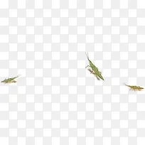 庄稼昆虫活力秋日-空若网 庄稼昆虫活力秋日-空若网