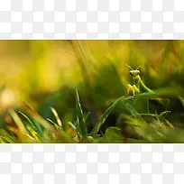 绿色树叶高清昆虫-空若网 绿色树叶高清昆虫-空若网