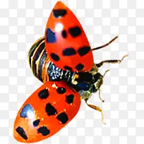 创意合成飞舞的昆虫-空若网 创意合成飞舞的昆虫-空若网