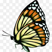 时尚彩绘蝴蝶飞舞-空若网 时尚彩绘蝴蝶飞舞-空若网