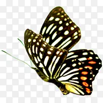 唯美时尚飞舞蝴蝶-空若网 唯美时尚飞舞蝴蝶-空若网