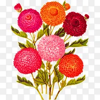 �ֻ��ɫ�����ڻ���-������