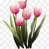郁金香切花花束春-空若网 郁金香切花花束春-空若网