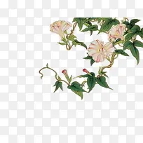 中国风粉花绿叶插画-空若网 中国风粉花绿叶插画-空若网