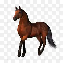 �ֻ��ز���ͼ��-������