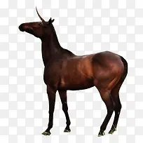 马图片手绘素材-空若网 马图片手绘素材-空若网