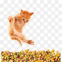 创意猫粮-空若网 创意猫粮-空若网