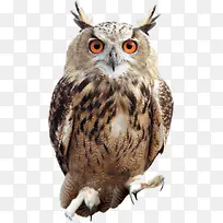 可爱猫头鹰造型动物-空若网 可爱猫头鹰造型动物-空若网