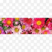 唯美昆虫花朵素材大自然素材-空若网 唯美昆虫花朵素材大自然素材-空若网