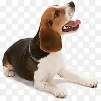 高清摄影活动海报哈巴狗-空若网 高清摄影活动海报哈巴狗-空若网