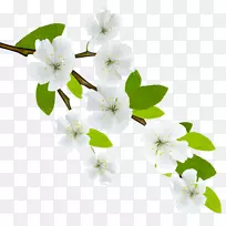 ֦��������-����֧PNGͼ��-������