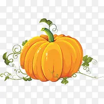 带藤的南瓜插画-空若网 带藤的南瓜插画-空若网