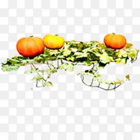 高清摄影矢量手绘南瓜图-空若网 高清摄影矢量手绘南瓜图-空若网