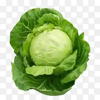 圆白菜,绿,蔬菜,装饰-空若网 圆白菜,绿,蔬菜,装饰-空若网