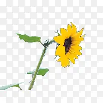 向日葵素材-空若网 向日葵素材-空若网