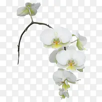 白色梨花红色梨花-空若网 白色梨花红色梨花-空若网