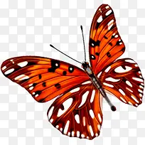 红色斑点翅膀蝴蝶-空若网 红色斑点翅膀蝴蝶-空若网