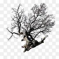 老枯树枝-空若网 老枯树枝-空若网