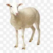 高清摄影白色的小绵阳-空若网 高清摄影白色的小绵阳-空若网