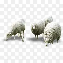 白色绵阳创意摄影高清-空若网 白色绵阳创意摄影高清-空若网