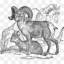 羊 动物 野生动物-空若网 羊 动物 野生动物-空若网