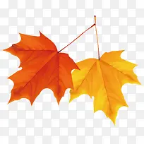 枫叶装饰手绘矢量-空若网 枫叶装饰手绘矢量-空若网