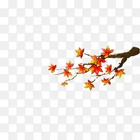 树枝黄色的枫叶免抠-空若网 树枝黄色的枫叶免抠-空若网