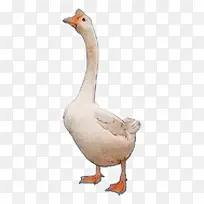 手绘白鹅-空若网 手绘白鹅-空若网