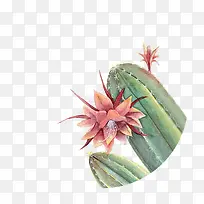 创意手绘仙人掌花-空若网 创意手绘仙人掌花-空若网