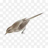 С����ɫС����-������