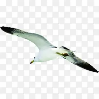 ��ɫ��ӥ����߷�-������